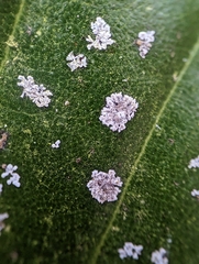 Cephaleuros virescens