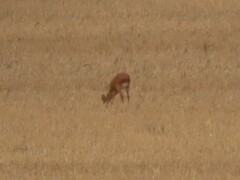 Raphicerus campestris campestris