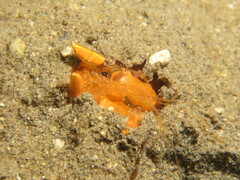 Lysiosquilloides mapia