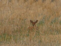 Raphicerus campestris campestris