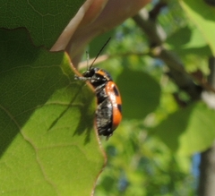 Cryptocephalus