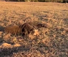 Myrmecophaga tridactyla