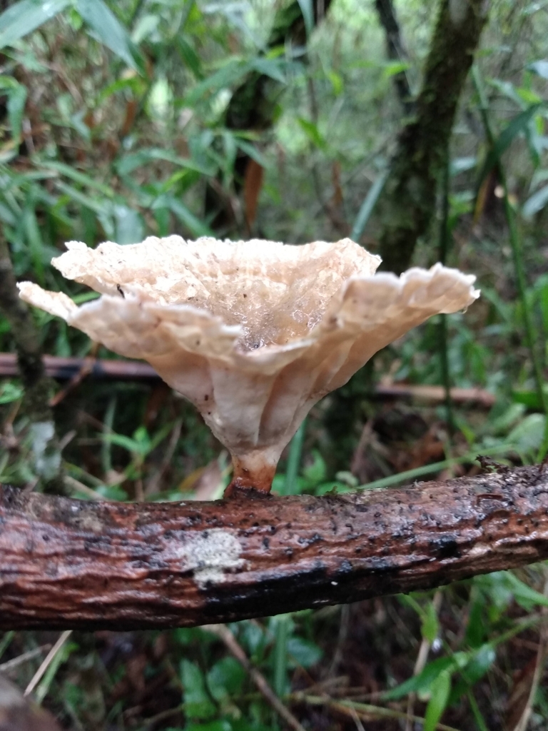 Cymatoderma caperatum · January 2021 · photo: © lelacappelli (iNaturalist, cc0)