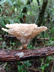 Cymatoderma caperatum