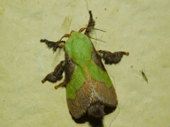 Parasa trapezoidea