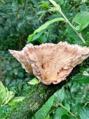 Cymatoderma caperatum