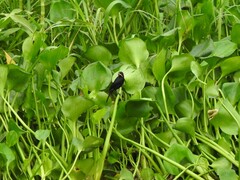 Agelasticus cyanopus