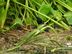 Agelasticus cyanopus