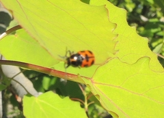 Cryptocephalus