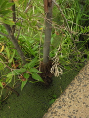 Tessaria integrifolia