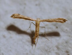Pterophoroidea