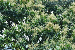 Lithocarpus brevicaudatus
