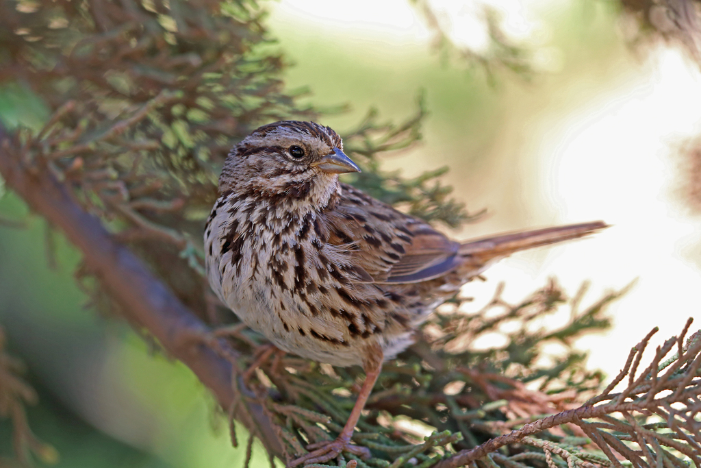 Song Sparrow