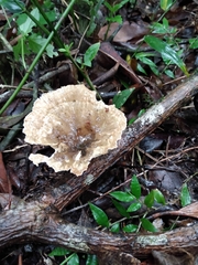 Cymatoderma caperatum