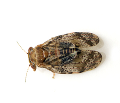 Creiis lituratus