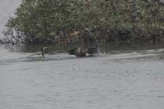 Phalacrocorax fuscicollis