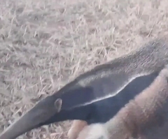 Myrmecophaga tridactyla