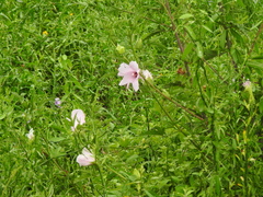 Hibiscus striatus