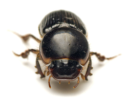 Acrossidius tasmaniae