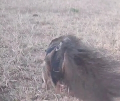 Myrmecophaga tridactyla