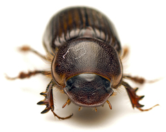 Acrossidius tasmaniae