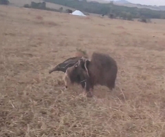 Myrmecophaga tridactyla