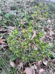 Euphorbia helioscopia