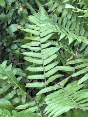 Diplazium esculentum
