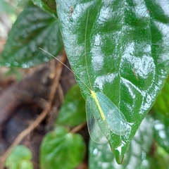 Apochrysa evanida