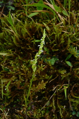 Spiranthes nivea papillata