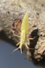 Berytinus minor