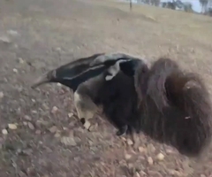 Myrmecophaga tridactyla