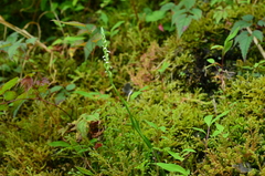Spiranthes nivea papillata