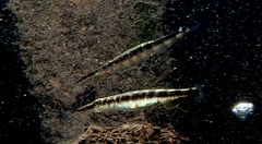 Percina nigrofasciata