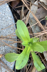 Myosotis macrosperma