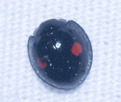 Chilocorus stigma