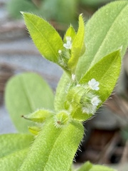 Myosotis macrosperma