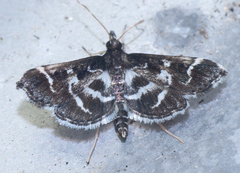 Diasemiodes janassialis