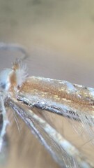 Cameraria quercivorella