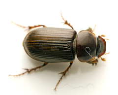 Acrossidius tasmaniae