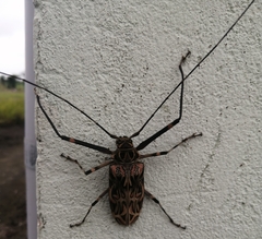 Acrocinus longimanus