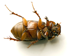 Acrossidius tasmaniae