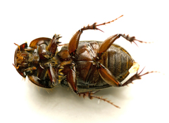 Acrossidius tasmaniae