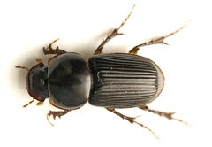 Acrossidius tasmaniae