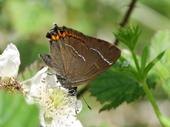 Satyrium w-album