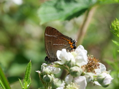 Satyrium w-album