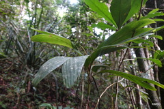 Dypsis