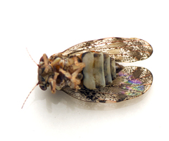 Creiis lituratus
