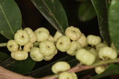 Glochidion lanceolarium