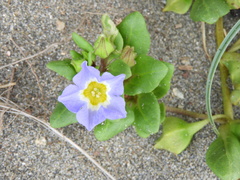 Nolana paradoxa